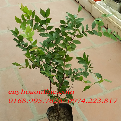 4. Cách Thu Hoạch Và Bảo Quản Lá Nho
