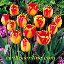 Cách trồng hoa tulip trong chậu