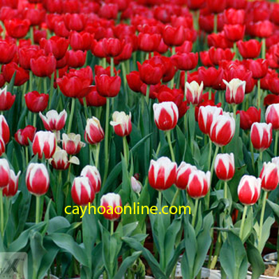 Sự tích hoa tulip