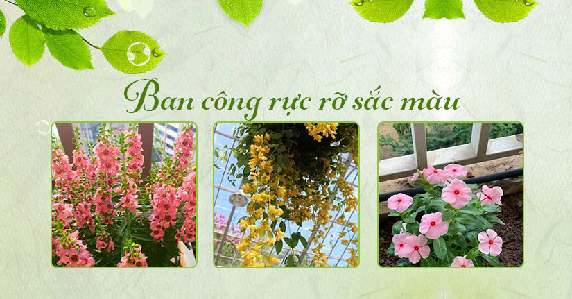 Ảnh banner số 2