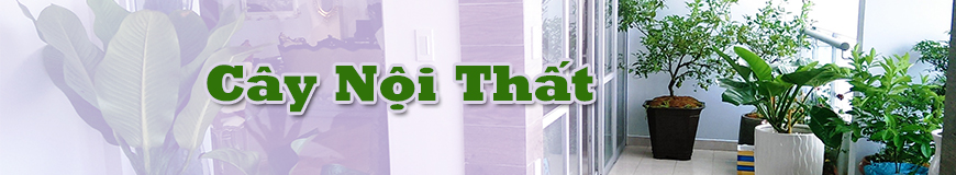 Banner dài ngang