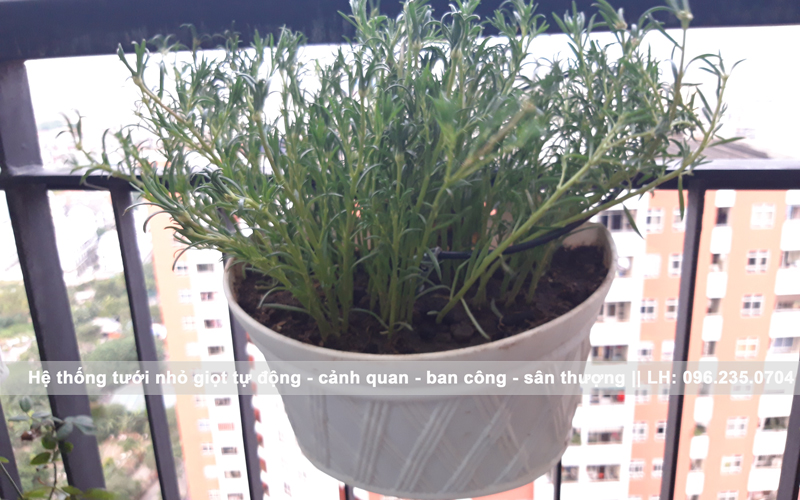 hệ thống tưới nhỏ giọt cảnh quan ban công tại mỗ lao - hà đông