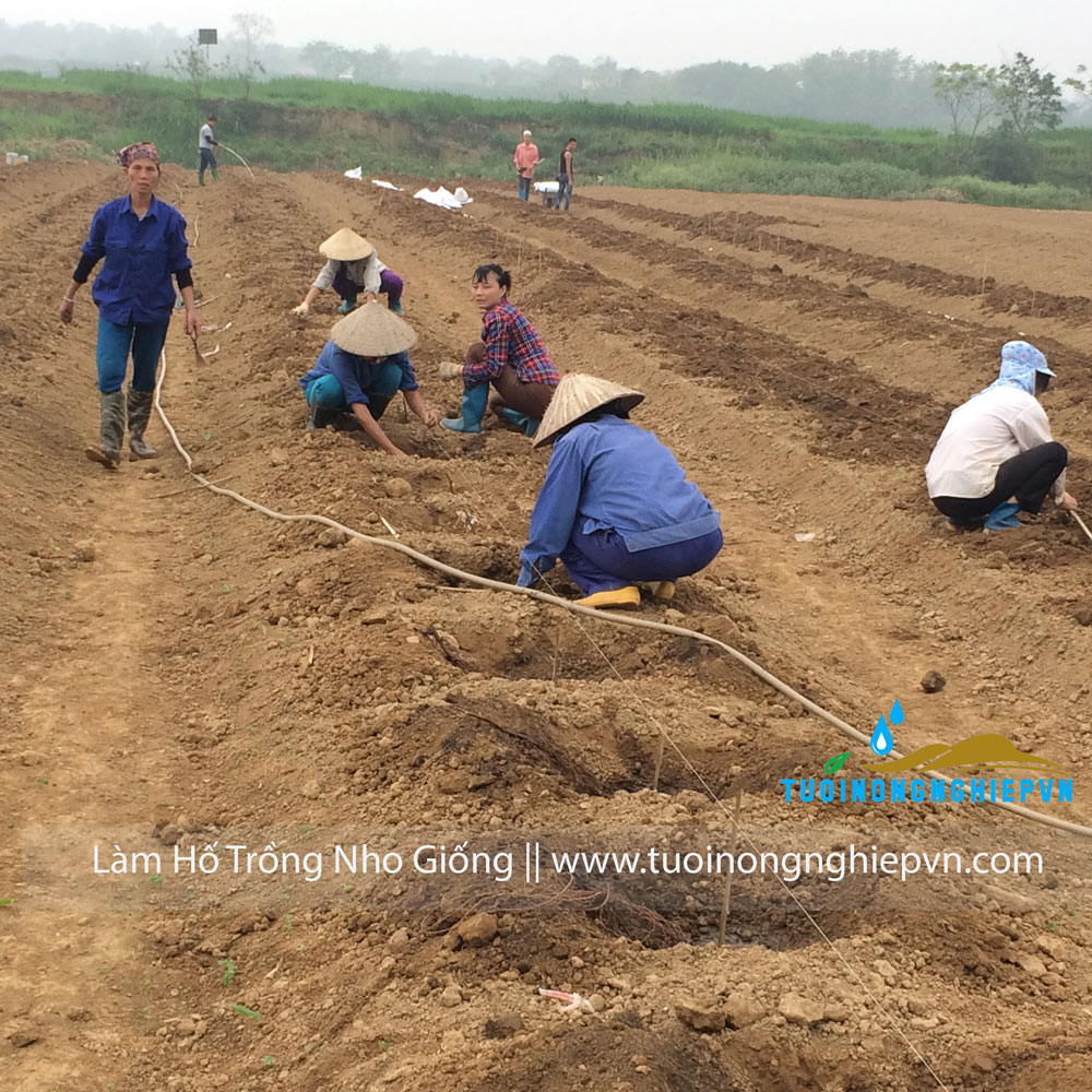 lắp đặt hệ thống tưới nhỏ giọt nho mỹ