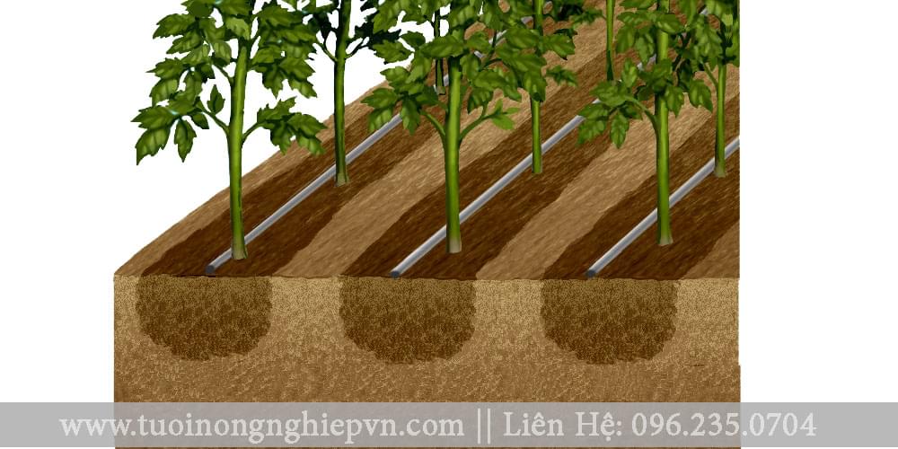 tưới nhỏ giọt đậu tương