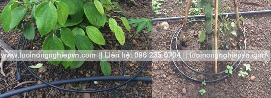 dây tưới nhỏ giọt cuốn quanh gốc 6mm dig