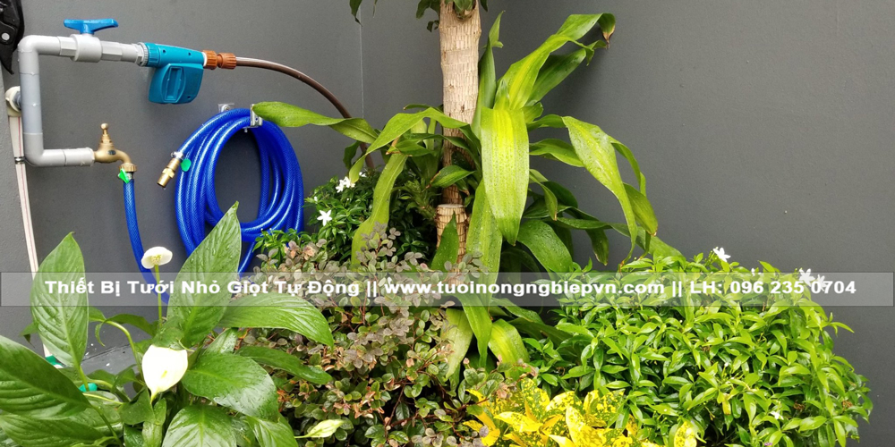 Tưới nhỏ giọt tự động ban công xanh đô thị