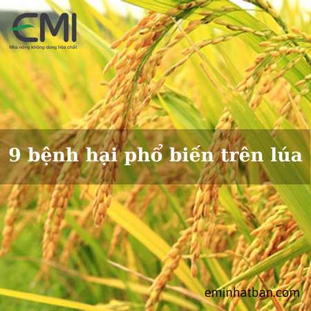 9 bệnh hại phổ biến trên lúa và cách phòng ngừa bằng biện pháp sinh học