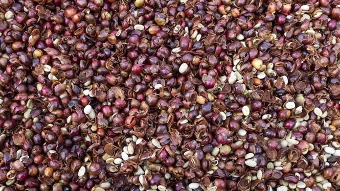Cách ủ phân từ vỏ cà phê bằng chế phẩm sinh học Emina