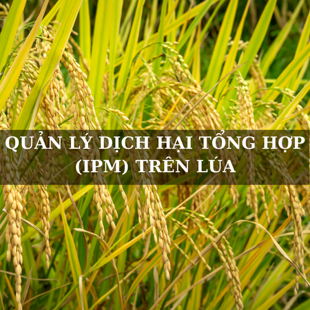 Quản lý dịch hại tổng hợp trên lúa bằng phương pháp sinh học