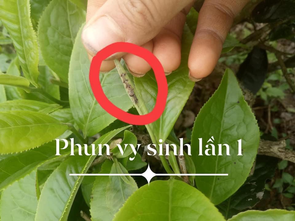 Các loại sâu hại chè và cách phòng trừ