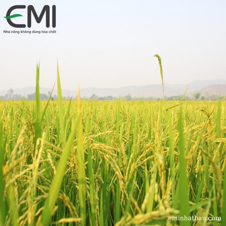 Các giống lúa cho năng suất cao được trồng tại Việt Nam hiện nay