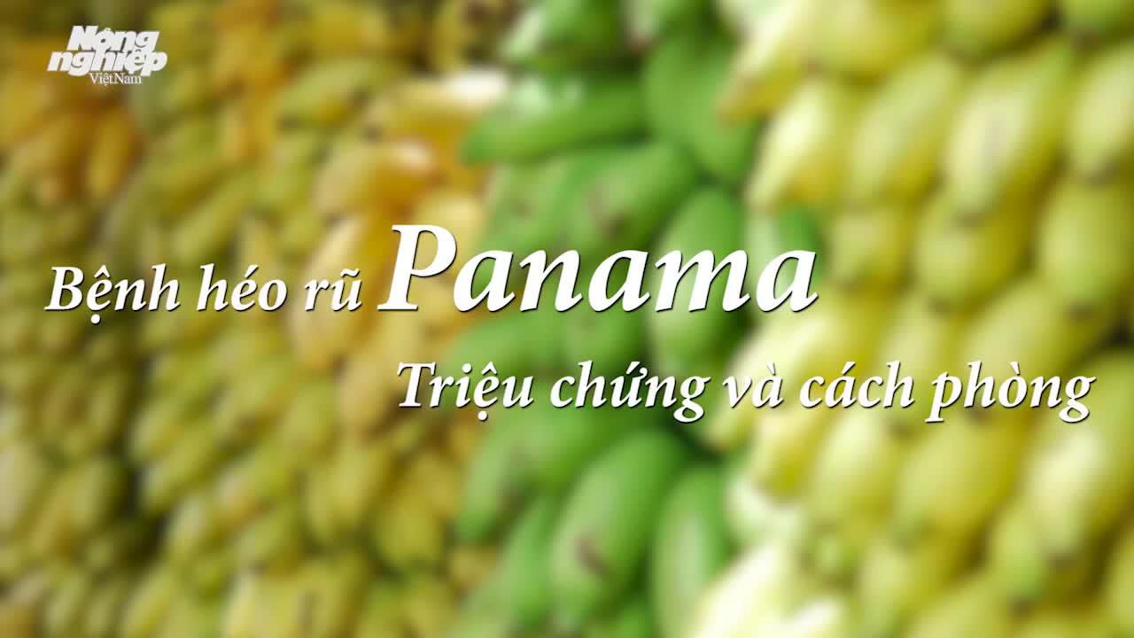 BỆNH HÉO RŨ PANAMA TRÊN CHUỐI