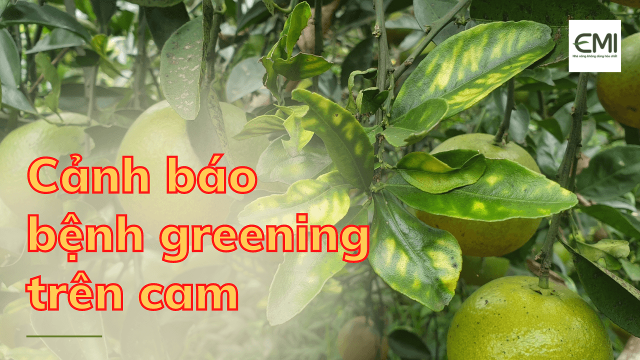 Cảnh báo bệnh Greening gây hại cam trên khắp cả nước