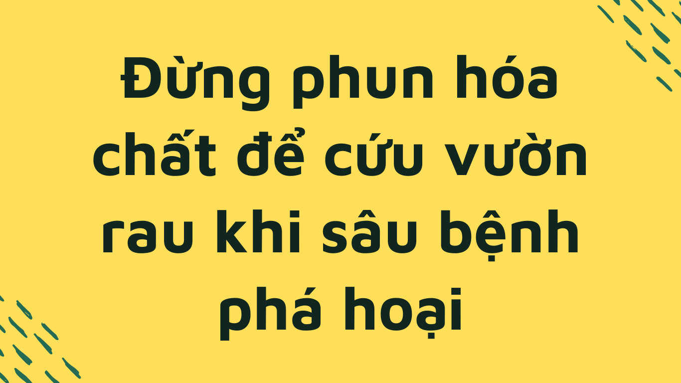 Đừng phun hóa chất để cứu vườn rau khi sâu bệnh phá hoại