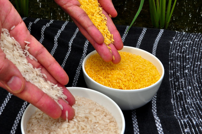 Gạo vàng biến đổi gen và những cuộc tranh cãi nảy lửa ở Philippines