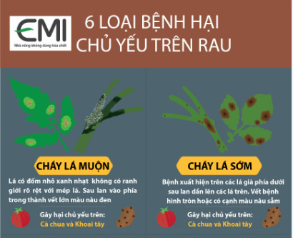 [INFOGRAPHIC] 6 LOẠI BỆNH HẠI CHỦ YẾU TRÊN RAU