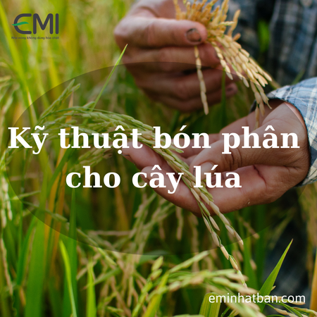 Kỹ thuật bón phân cho cây lúa cả vụ đạt năng suất cao