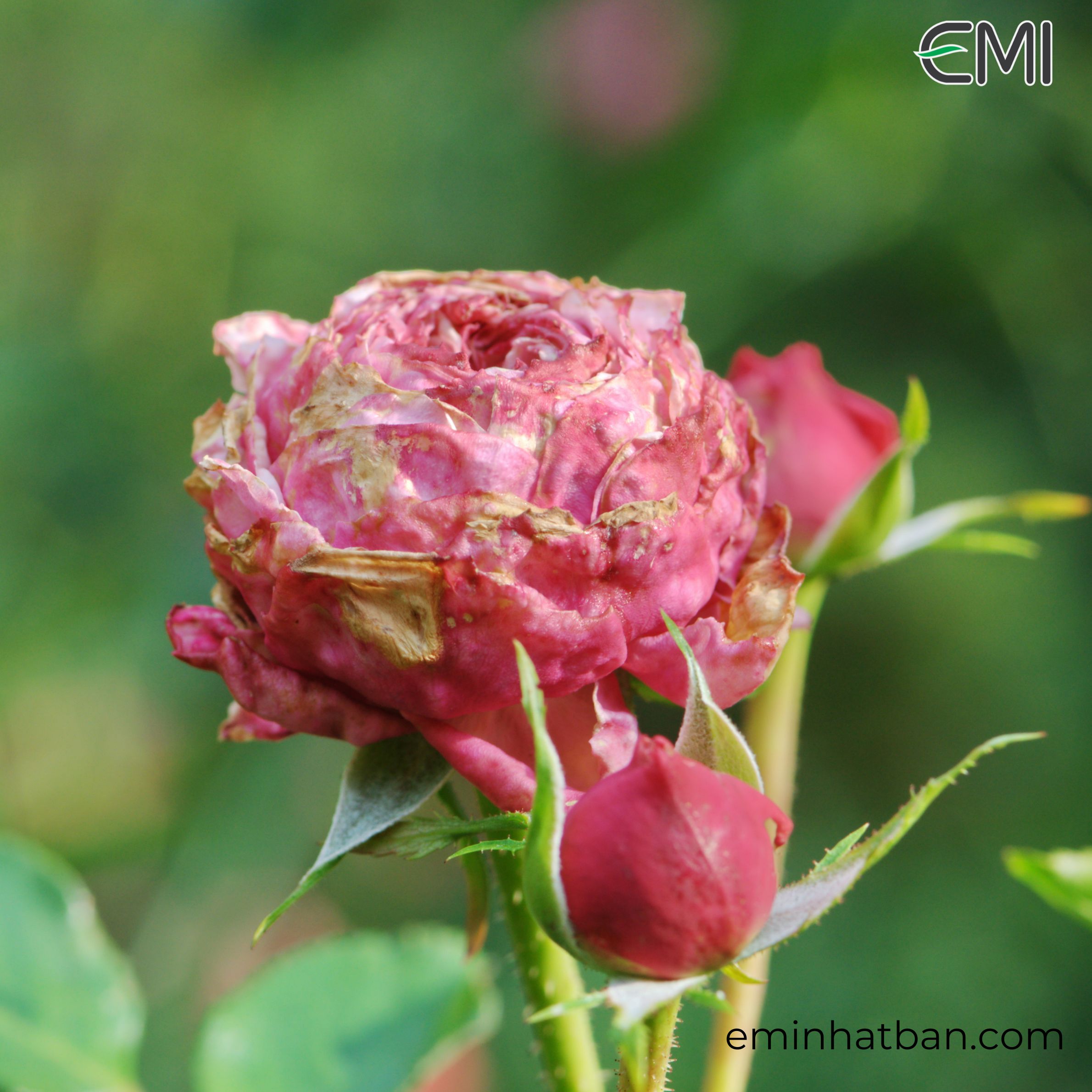 7 loại bệnh phổ biến trên hoa hồng