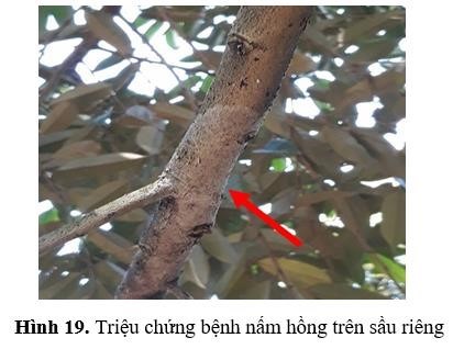 Cách trị bệnh nấm hồng trên cây sầu riêng Cách trị bệnh nấm hồng trên cây sầu riêng