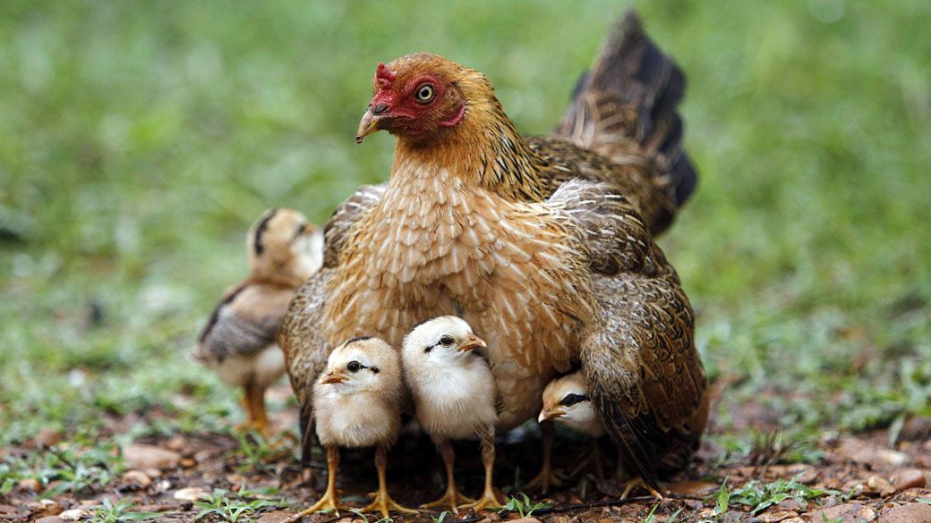 6 Cách giúp bạn giữ ấm cho gà trong mùa Đông