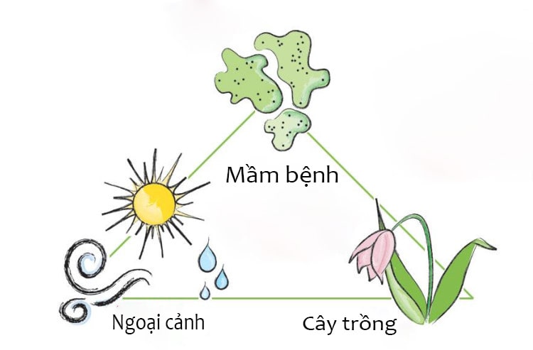 Bệnh hại cây trồng xuất hiện do đâu?