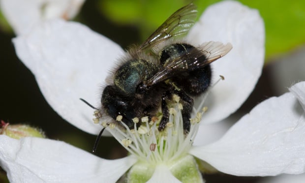 Thuốc trừ sâu khiến ong mất vài thế hệ để phục hồi