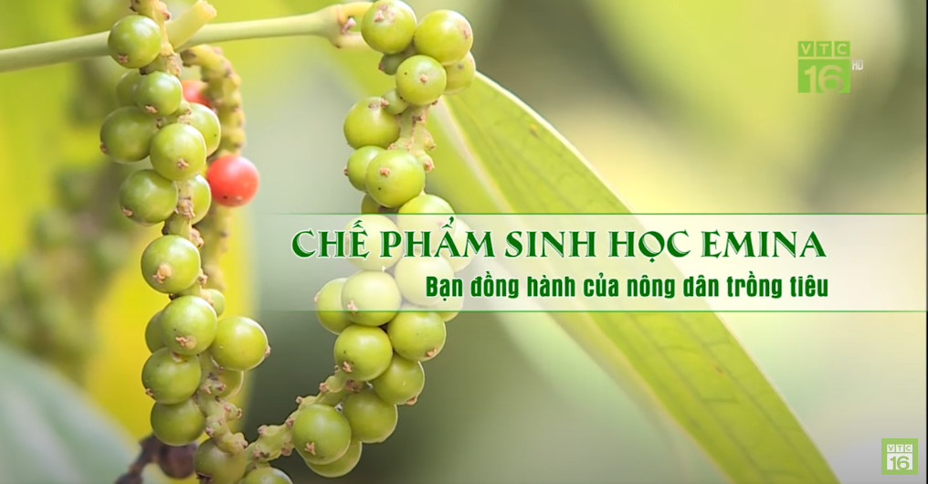 EMINA-Khắc tinh chết nhanh, chết chậm trên cây hồ tiêu