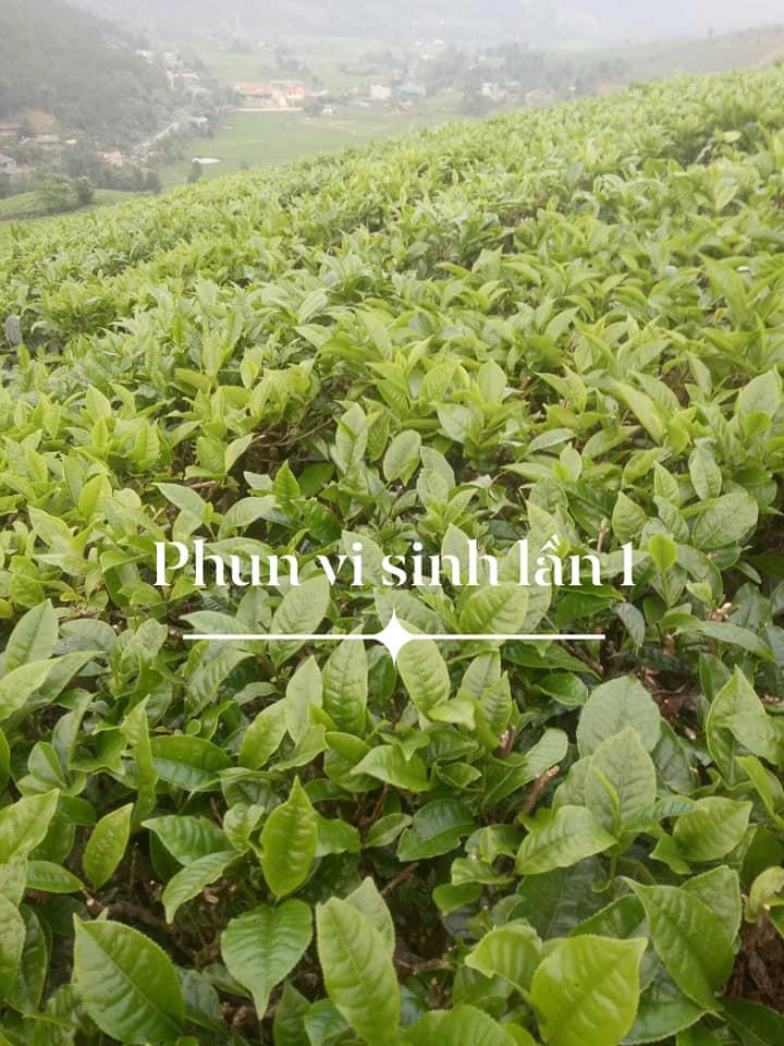 Sâu hại chè bị tiêu diệt khi phun vi sinh BT