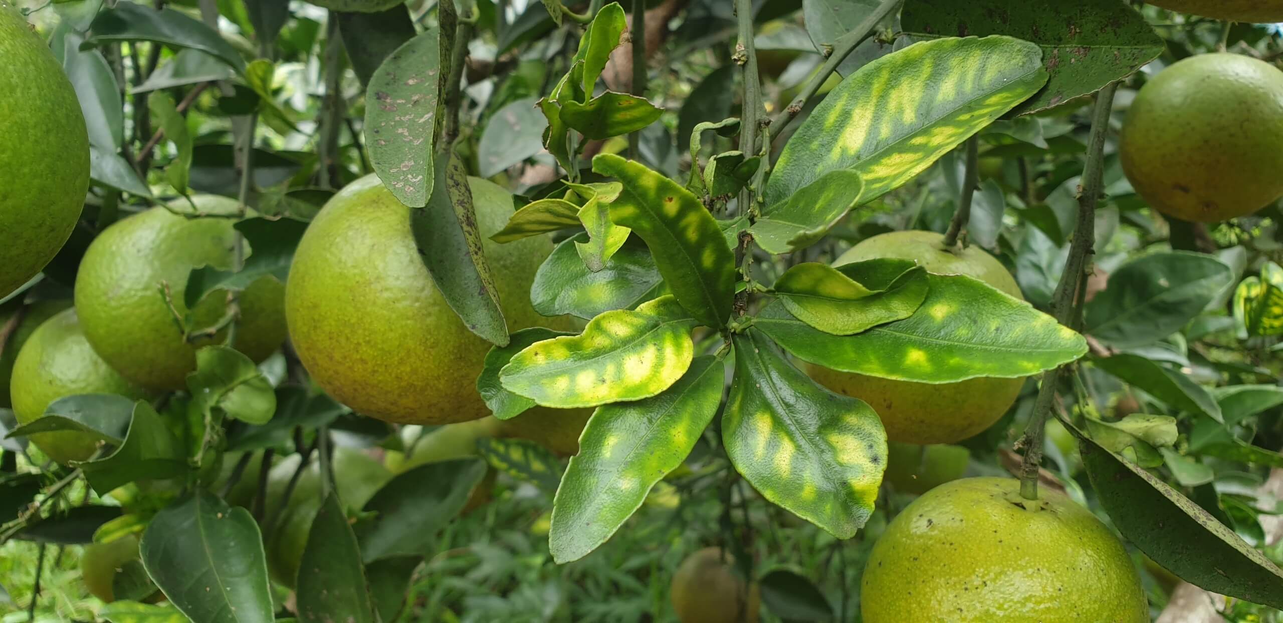 Cảnh báo bệnh Greening trên cam