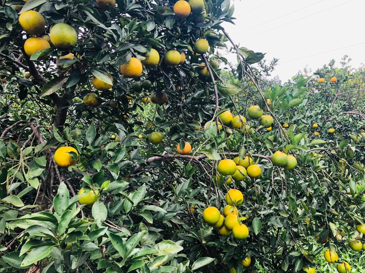 Cách ngăn ngừa bệnh Greening (vàng lá gân xanh) trên cam