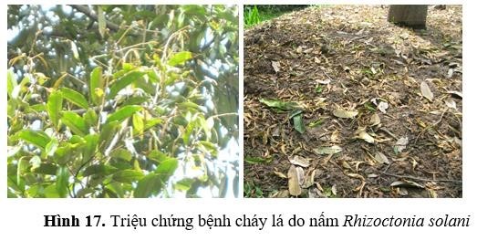 Bệnh cháy lá sầu riêng