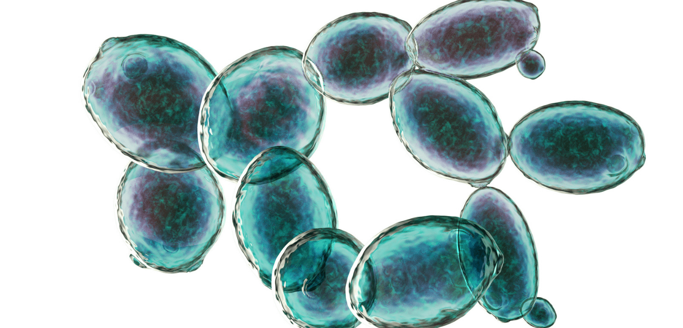 Nấm men Saccharomyces