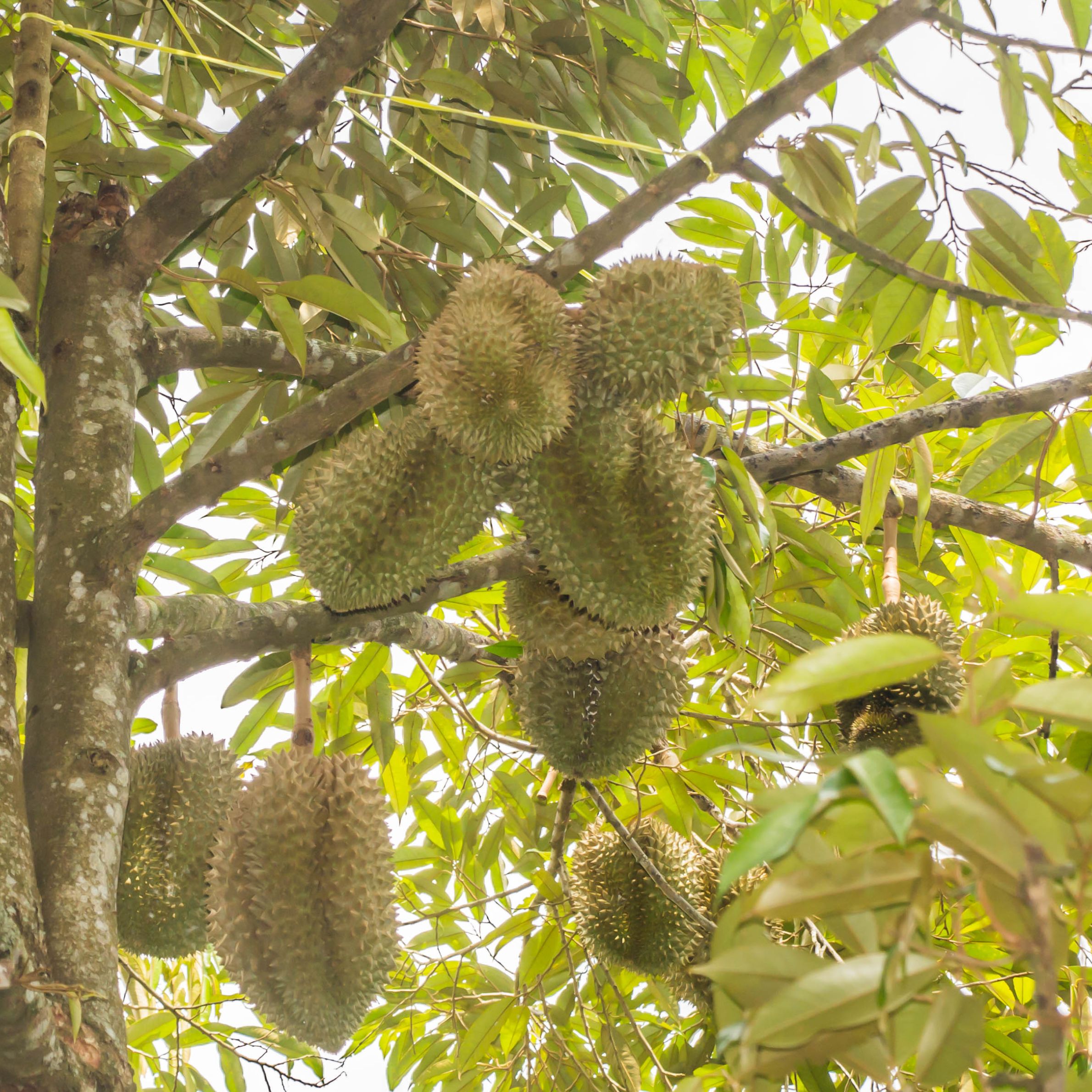 Sầu riêng