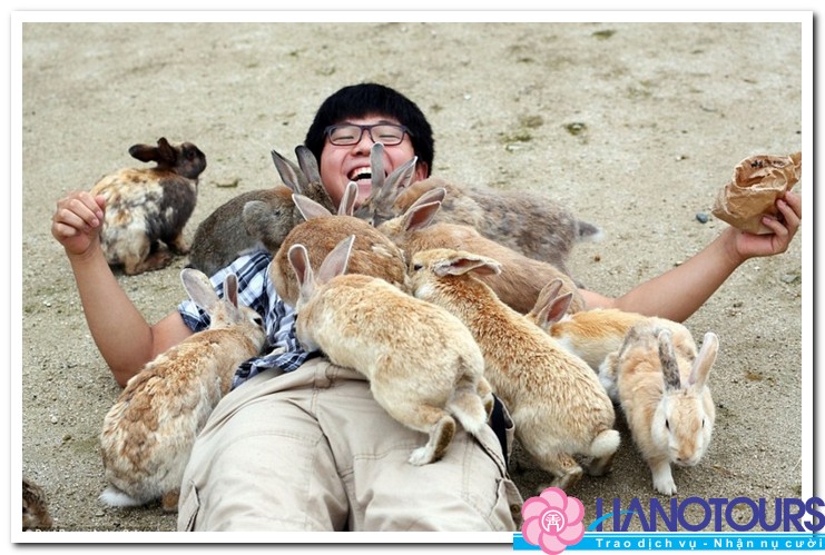 Tìm hiểu vương quốc thỏ Okunoshima Nhật Bản