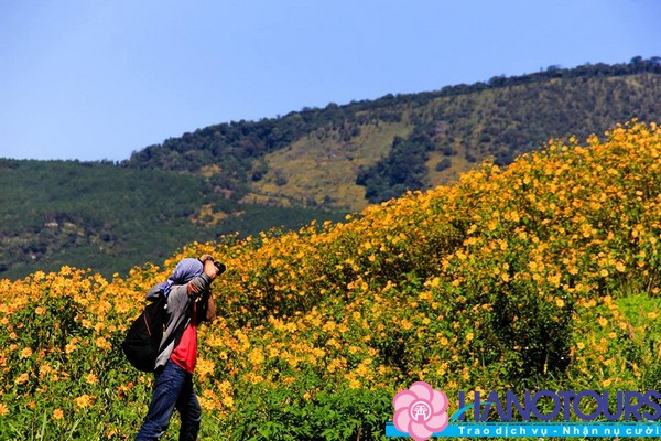 Ngất ngây sắc hoa dã quỳ Đà Lạt