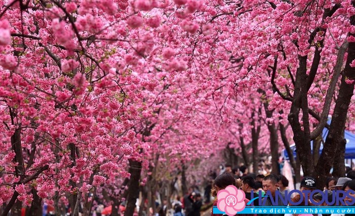 Những nơi ngắm hoa anh đào tại Trung Quốc