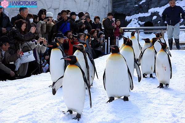 Tham quan sở thú Asahiyama Zoo Nhật Bản