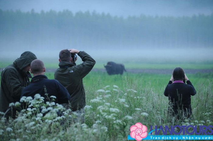 Birdwatchers -theo-doi-dong-vat-trong-rung-nguyen-sinh-Białowieża