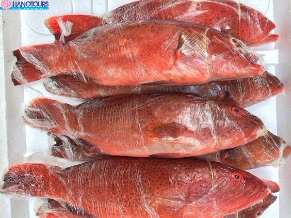 Cá mú đỏ Côn Đảo