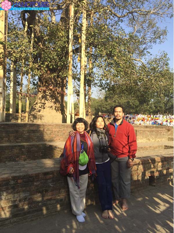 Cây bồ đề Ananda Ấn Độ