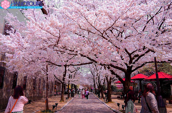 Công viên Ueno – là công viên công cộng lớn ở trung tâm Tokyo