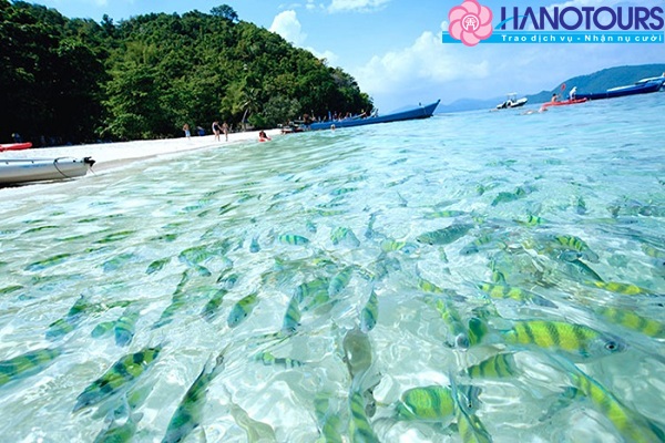 Đảo Coral - Coral Island