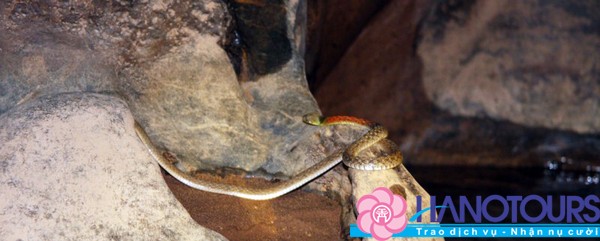 dong-ran-ban-tun-du-lich-mien-bac