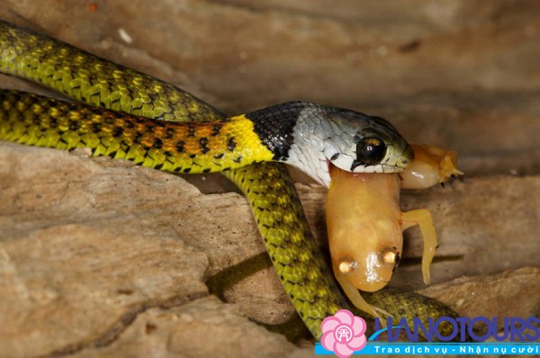 du-lich-mien-bac-kham-pha-dong-ran