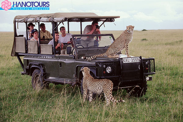 masai_mara_safari