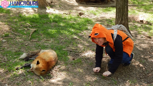 Ngôi làng Zao Kitsune Mura