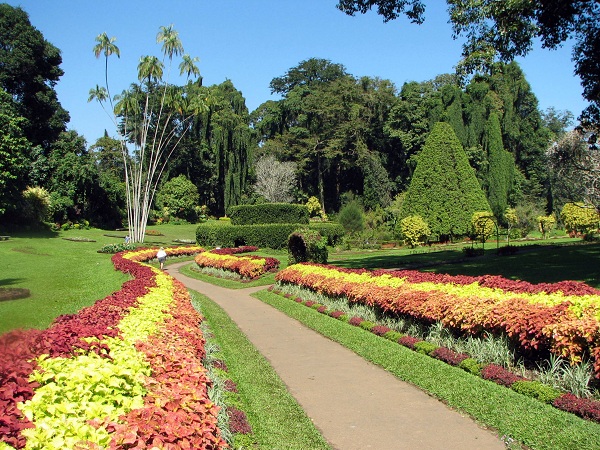Tham quan vườn Royal Botanic Garden