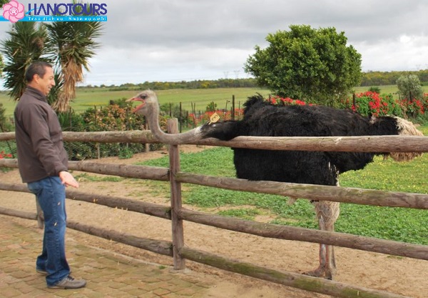 Trang_trai_da_dieu_Ostrich_Ranch