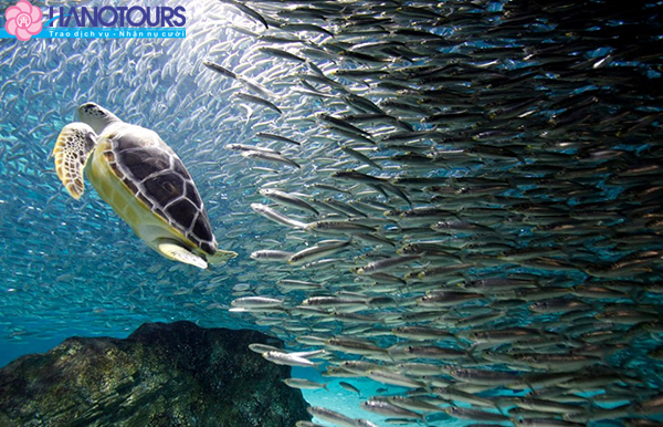 Viện Hải Dương Coex