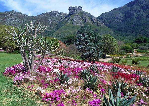 Kirstenbosch Botanical Garden